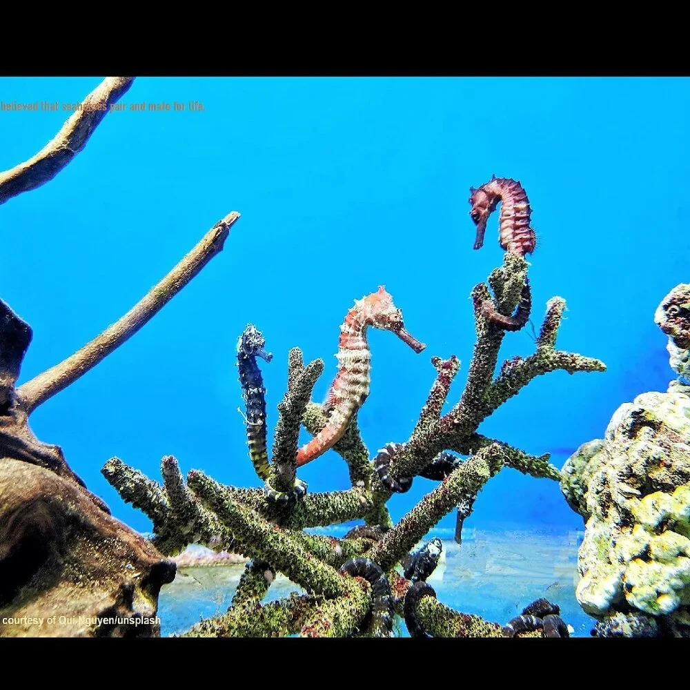 The Crafty Hobbit 2026 seahorses
